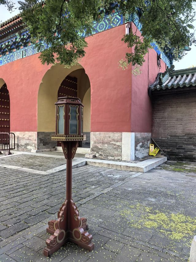 天壇夏暮：槐花紫薇共舞的時光