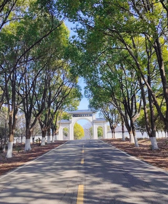 大口國家森林公園  文峰公園：森林秘境與千年文脈嘅碰撞