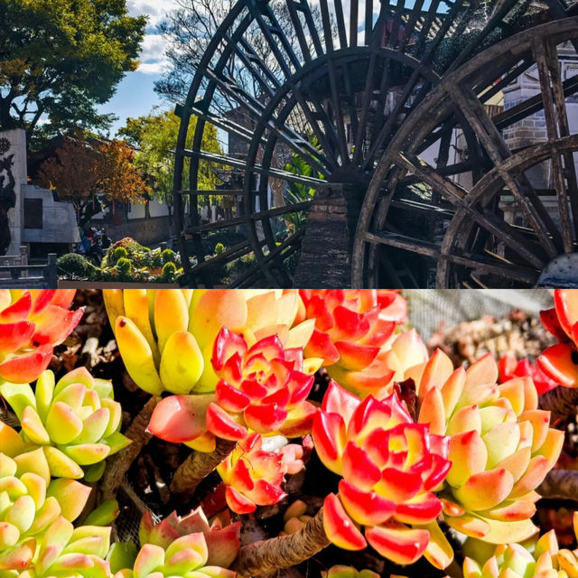 麗江古城｜石板路上邂逅有風的浪漫