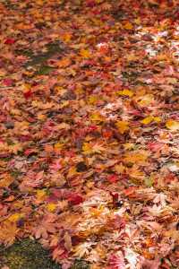 五女山秋：紅葉雲海，遼東秘境