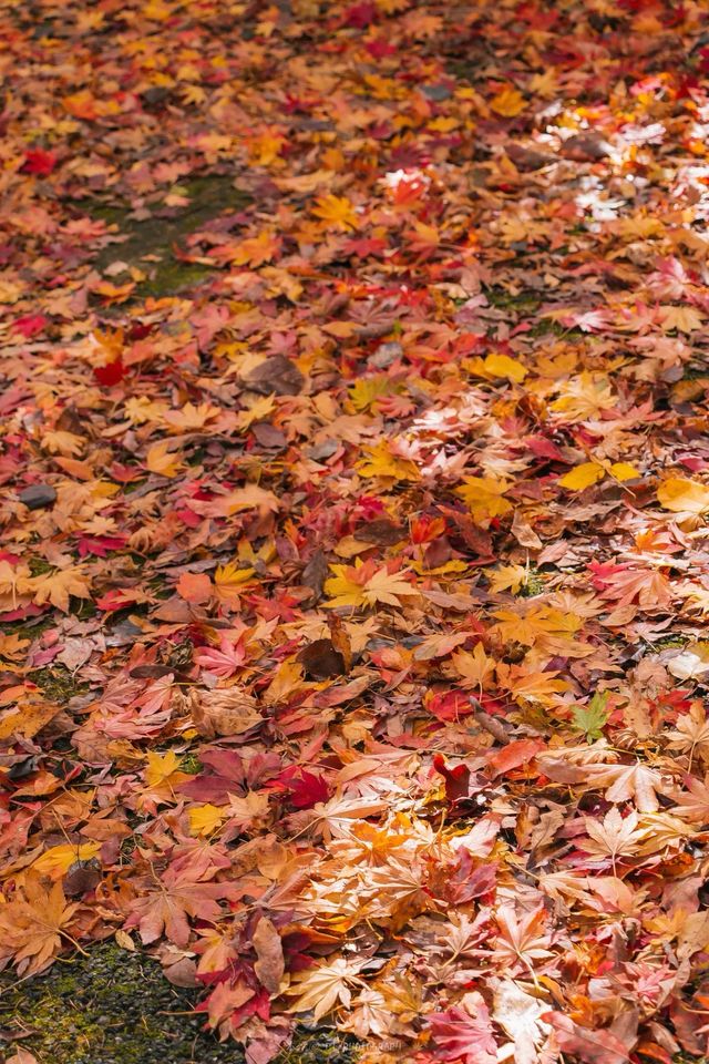 五女山秋：紅葉雲海，遼東秘境
