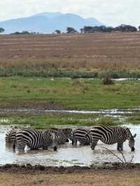 Incredible Safari Experience with Alika Africa