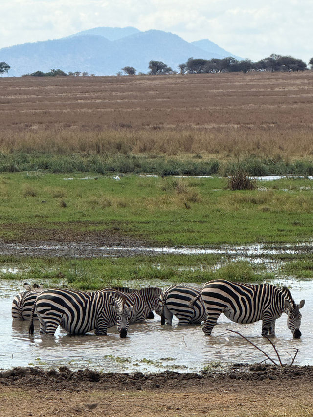 Incredible Safari Experience with Alika Africa