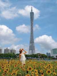 廣州塔向日葵花海太美啦附一日遊路線