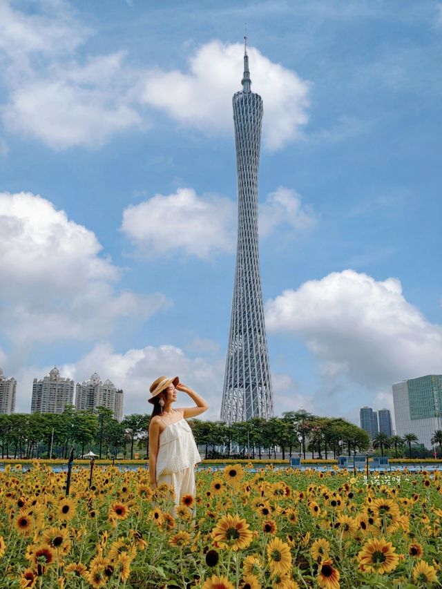 廣州塔向日葵花海太美啦附一日遊路線 廣州塔向日葵花海太美啦附一日遊路線