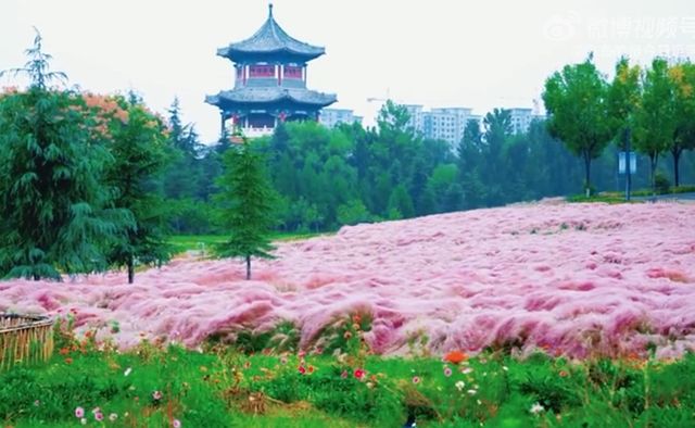 濟寧粉黛花海秋日綻放