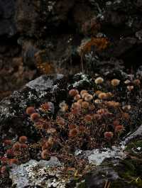 阿爾山•石塘林：踏足亞洲最大火山熔岩區