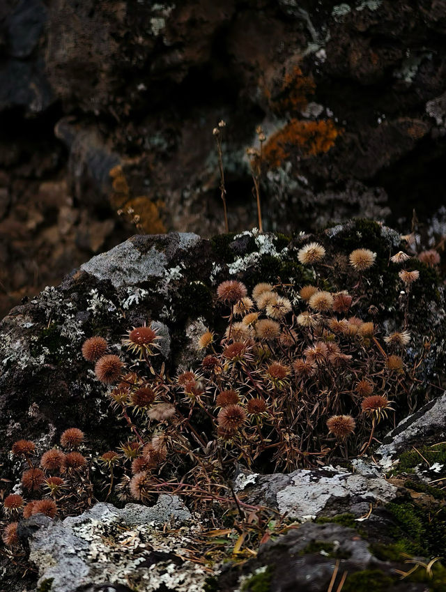 阿爾山•石塘林：踏足亞洲最大火山熔岩區