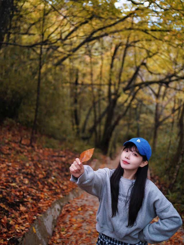 成都一日往返油畫彩林徒步美哭了