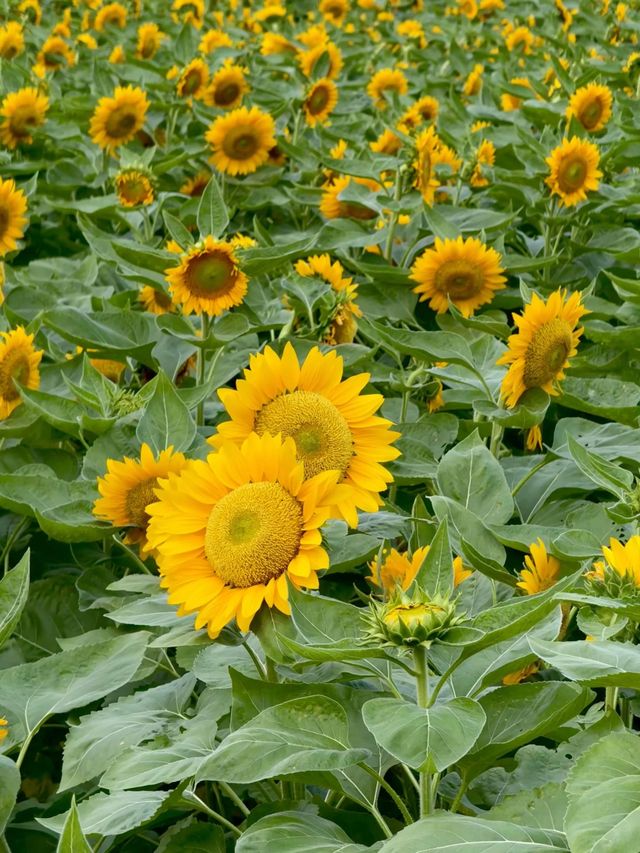香山開瘋了！50畝金色花海美成梵高油畫