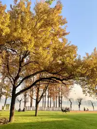 可惜你不來武漢，不知道東湖綠道秋天有多美！