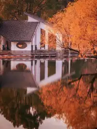 再不看上海紅楓又要等一年了