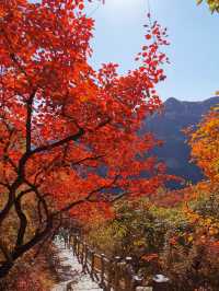 漫山紅葉與山間野趣的浪漫邂逅