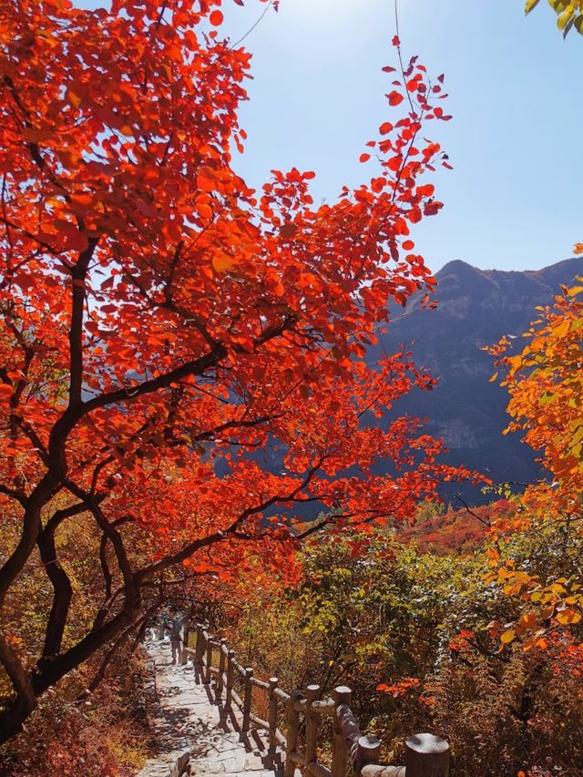 漫山紅葉與山間野趣的浪漫邂逅