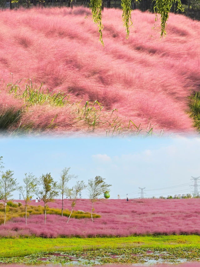 速去!上海濱江森林公園粉黛子最佳觀賞期 速去!上海濱江森林公園粉黛子最佳觀賞期