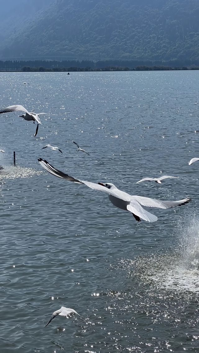 昆明冬天的浪漫 海鷗佔一半