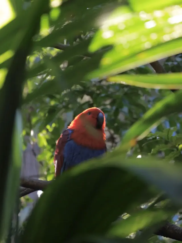 Sydney Zoo: Up-Close Encounters with Fascinating Animals