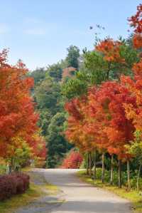 廣州出發!2.5小時車程找到廣東秋日拍照聖地