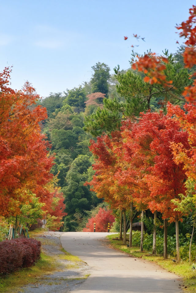 廣州出發!2.5小時車程找到廣東秋日拍照聖地 廣州出發!2.5小時車程找到廣東秋日拍照聖地
