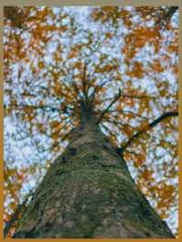 陝西絕美水上森林秋日限定版仙境風景！