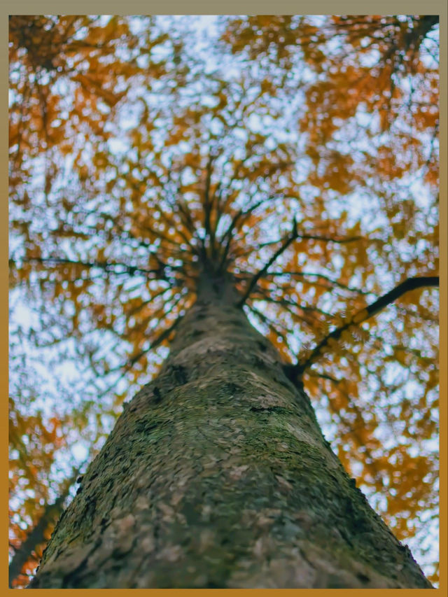 陝西絕美水上森林秋日限定版仙境風景！