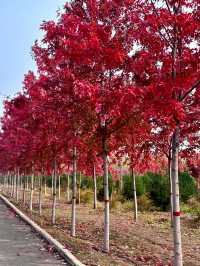 邯鄲紅葉景點推薦｜秘境天花板5處絕美人少賞秋地大