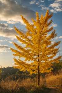 廣東最像秋天地方｜去南雄追一場金黃銀杏雨