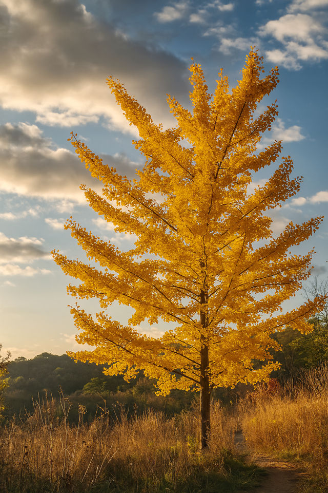 廣東最像秋天地方｜去南雄追一場金黃銀杏雨