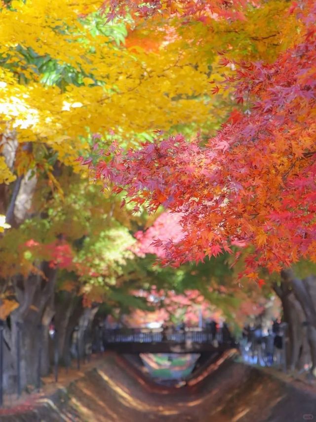 東京周邊8個絕美賞楓之地~
