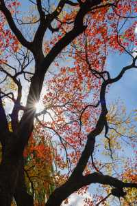 南京的樹正在刷屏