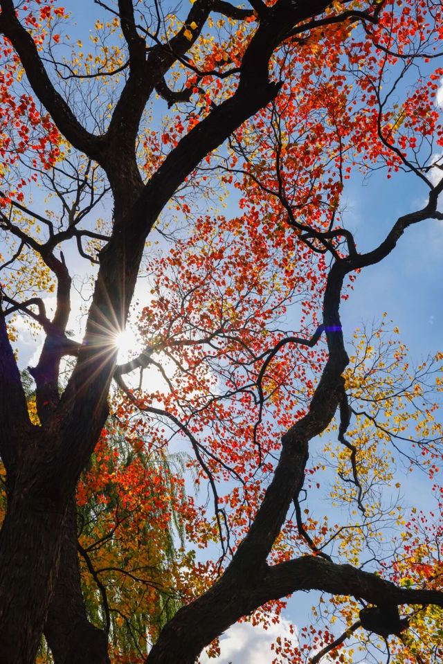 南京的樹正在刷屏