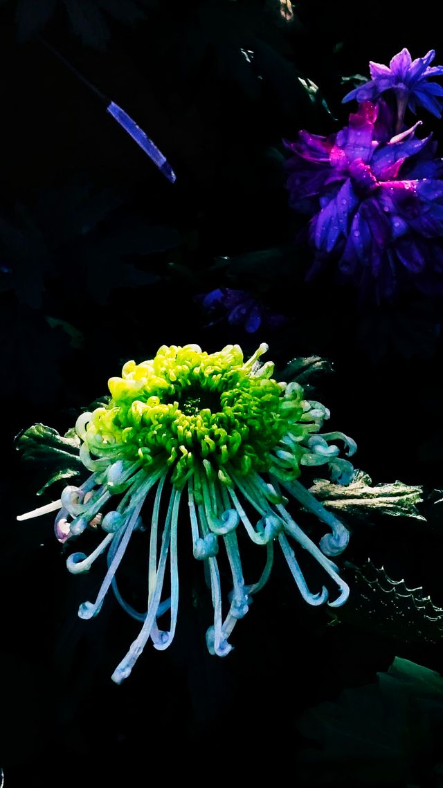 銀杏菊韻寶藏拍攝地 銀杏菊韻寶藏拍攝地