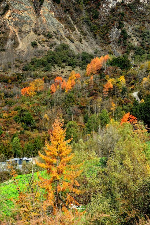 這裡的秋色不等人