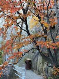 崂山仰口漫遊：一半山海，滿程秋光