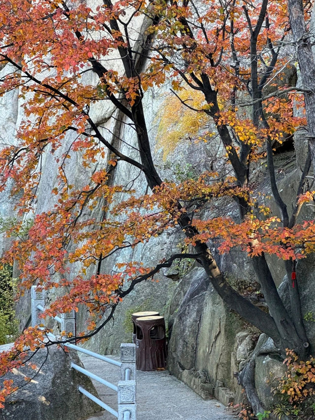 崂山仰口漫遊：一半山海，滿程秋光