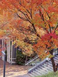 成都秋日漫遊指南，不一樣的金秋之旅