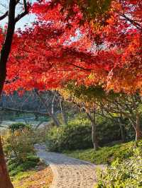 南京真的不顧人死活落羽杉比梧桐還要美