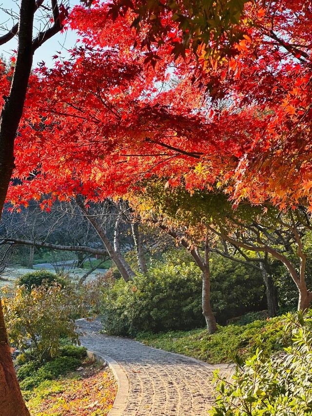 南京真的不顧人死活落羽杉比梧桐還要美