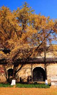 南京靈谷寺賞秋秘境