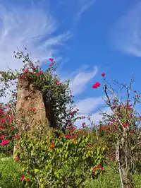 南灣花鎮，一定要來！！！