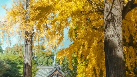 秋の色彩が最も美しい古都ルート — traveler post in 守口
