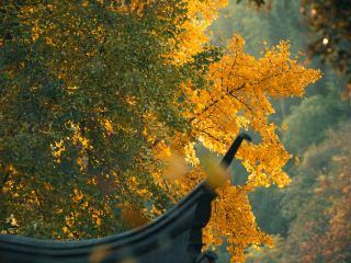 Jiaoshan Ginkgo Forest in Zhenjiang: A Stunning Sea of Gold