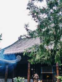 鐘南山下一眼千年的古樹