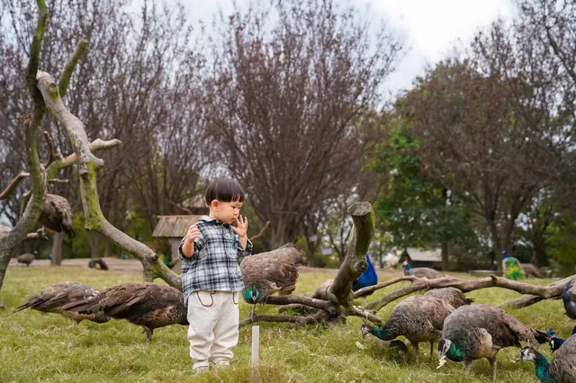 2h直達上海周邊遛娃聖地南通野生動物
