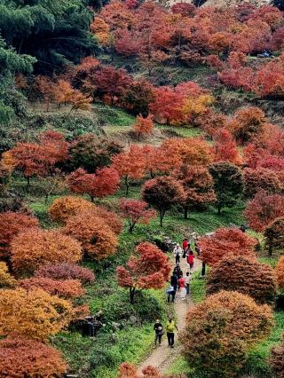 3 Hours Direct from Guangzhou! Yongzhou's Autumn Secret: A Romantic Journey of Thousand Acres of Red Maples + Millennium Ginkgo Trees