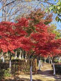 海寧觀潮勝地公園 | 深秋的詩意畫卷