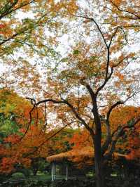 上海東郊賓館|滬上秋景絕絕子人間仙境