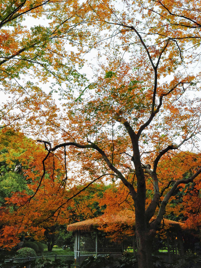上海東郊賓館|滬上秋景絕絕子人間仙境 上海東郊賓館|滬上秋景絕絕子人間仙境