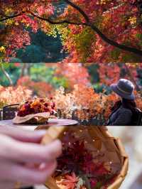 一眼封神,莫干山500年楓樹驚艷整個秋天