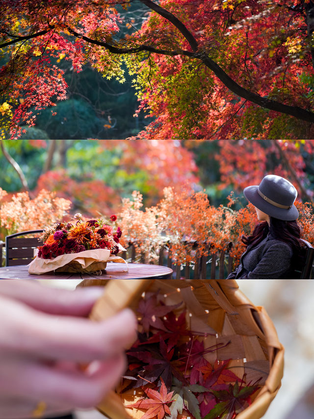 一眼封神,莫干山500年楓樹驚艷整個秋天 一眼封神,莫干山500年楓樹驚艷整個秋天